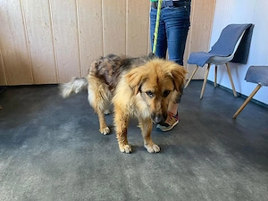 Ted, zzt. in Ungarn, hat einen Körper wie ein etwas kleinerer deutscher Schäferhund Bild 3