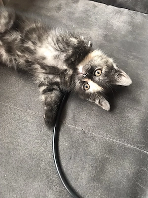 bkh mix kitten 