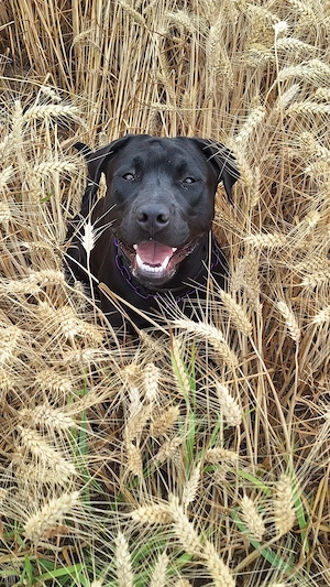 Labrador mix Hündin