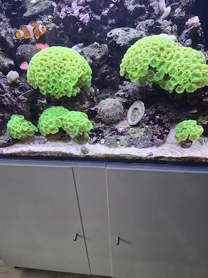 Korallen Caulastreas