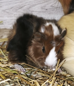 Junge Meerschweinchen