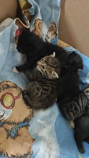 Süße Babykatzen abzugeben   