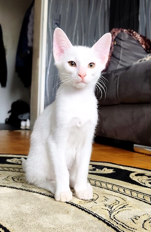 OKH sphynx Mix kitten orientalisch Kurzhaar 