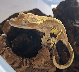 Kronengecko (Correlophus cilliatus) 0.1