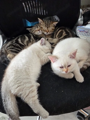    Wunderschöne BKH Kitten suchen ihr Für-immer-Zuhause   