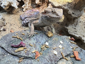 Bartagame plus Terrarium zu verkaufen