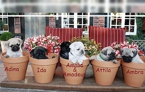 Mops Welpen 