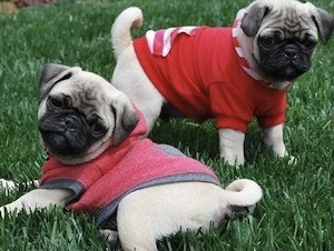 Mops Welpen 