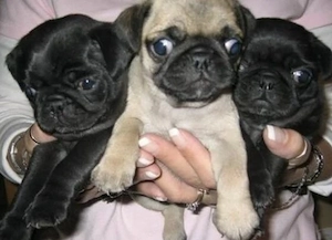 Precious Beautiful Mops Welpen mit Papieren 