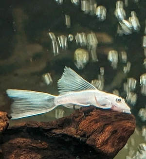Antennenwelse Snow White Longfin Ancistrus L144 Fische Aquarium