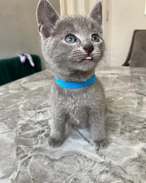 Russische Blau Babys suchen liebevolle Besitzer