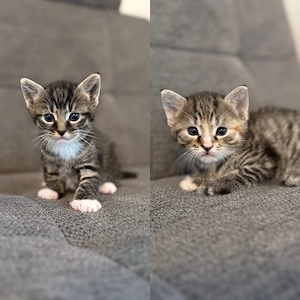 Katzenbabys Hauskatzen Kitten getigert rot Kater Katze 