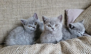 BKH Kitten