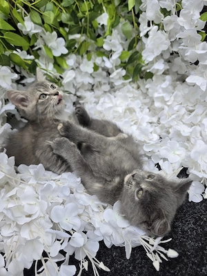 Britisch Kurzhaar Kitten 