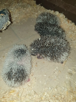 Weißbauchigel 