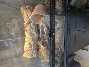 Würgeschlange zu verkaufen mit Terrarium Bild 3