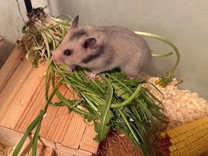 Goldhamsterbabys 8 Wochen alt 3 Jungs 