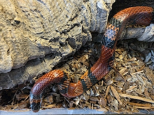 Würgeschlange zu verkaufen mit Terrarium Bild 2