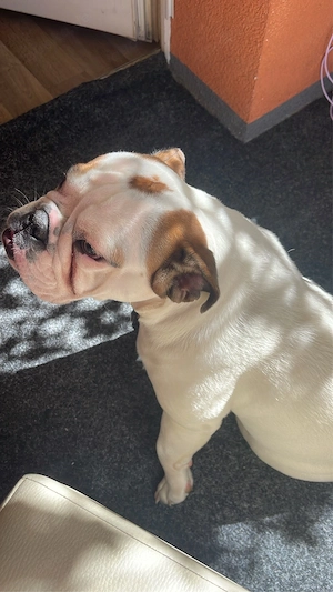 Englische Bulldogge