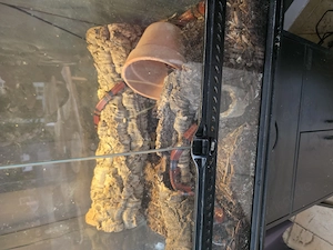 Würgeschlange zu verkaufen mit Terrarium