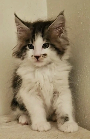 Maine Coon Kitten 