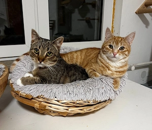 Mondeo & Brötchen