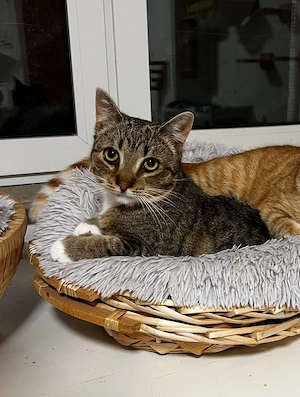 Mondeo & Brötchen Bild 2