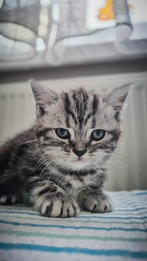 Noch 1 BKH-Junge im Whiskas-Look (Black-Silver-Tabby-Classic) abzugeben