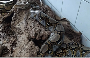 Netzpython weibchen