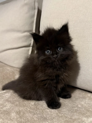 Seltenes Maine Coon Mädchen   schwarz   dunkelbraun & besonders elegant  Bild 4