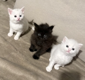 Seltenes Maine Coon Mädchen   schwarz   dunkelbraun & besonders elegant  Bild 5