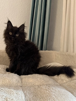 Seltenes Maine Coon Mädchen   schwarz   dunkelbraun & besonders elegant  Bild 3