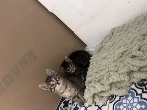 Katzenbabys  suchen neues Zuhause 