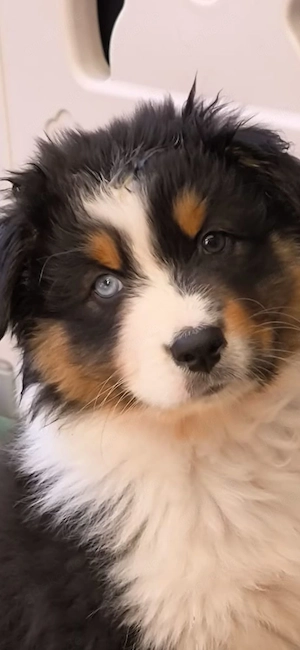 4 Australian Shepard Welpen suchen ihr Traumzuhause