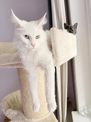 Seltenes Maine Coon Mädchen   schwarz   dunkelbraun & besonders elegant  Bild 6