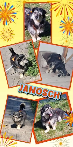 kleiner. lieber Rüde "Janosch" sucht ein liebevolles Zuhause 