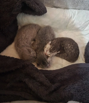 Reinrassige Britisch Kurzhaar Kitten mit Stammbaum - aus liebevoller Aufzucht