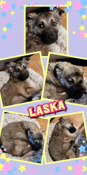kinderliebes, fröhliches, verspieltes Welpenmädchen "Laska" sucht ein schönes Zuhause 