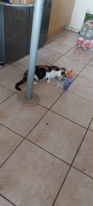 Katze zu verschenken