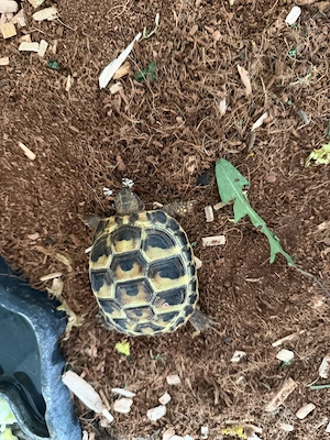 Grichische Landschildkröten