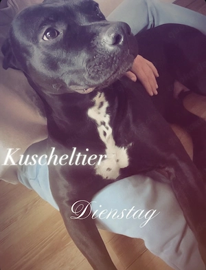 Verschmuste Hündin Bella - 3 J. sucht Zuhause