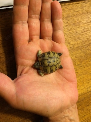 Griechische Landschildkröten - Jungtiere aus eigener Nachzucht mit CITES