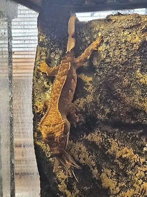 Kronengeckos NZ 25 Correlophus ciliatus 