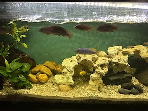 Malawi Aquarium komplett   eingespielt & sofort startklar