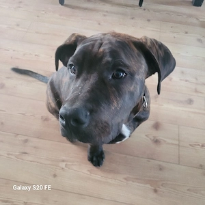 Junger Bulldoggen-Boxer-Mix nur in erfahrene Hände abzugeben