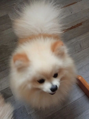 Hund zum verkaufen 