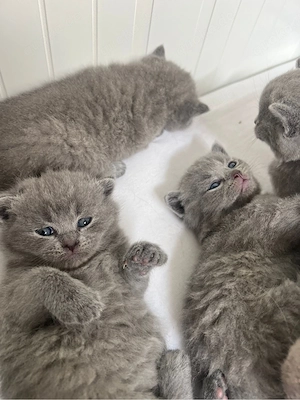 Bkh kitten 