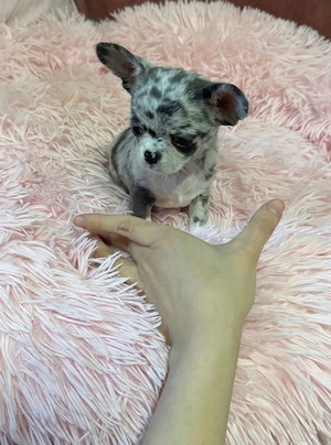 Blue Merle Chihuahua Rüde 