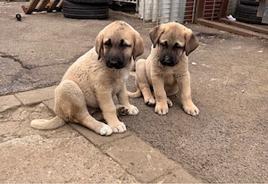 2 Kangal welpen Abgabebereit Rüden