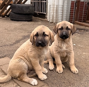 2 Kangal welpen Abgabebereit Rüden